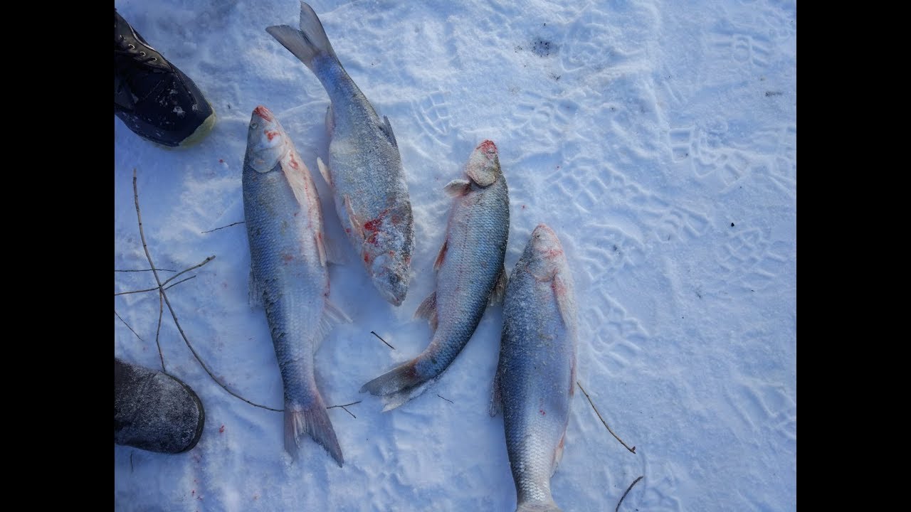 Зимняя рыбалка на жереха р.Каратал 16.12.18. - YouTube