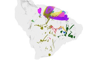 CT Scan of an Aytonerpeton whole specimen