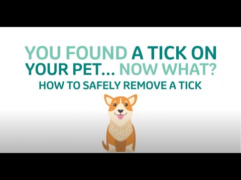 Video: Paklauskite veterinarijos gydytojo: kaip aš galiu saugiai nuimti bilietą iš mano šuns?