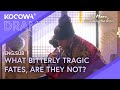 Tragic Fates Revealed: Prince Questions Their Destiny 😢👑 | The Moon Embracing The Sun EP14 | KOCOWA+