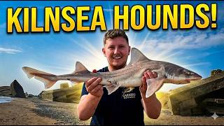 KILNSEA HOUNDS! Epic Shore Fishing for Smoothies (Dirty Harry Strikes)