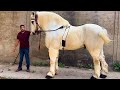 Zuljanah sakhi badshah the world biggest horse