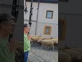 барашки украсили наш праздник ( женский)