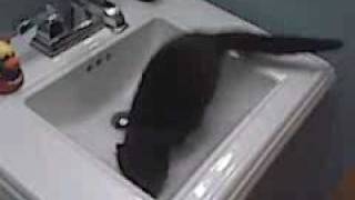 Eris In The Sink