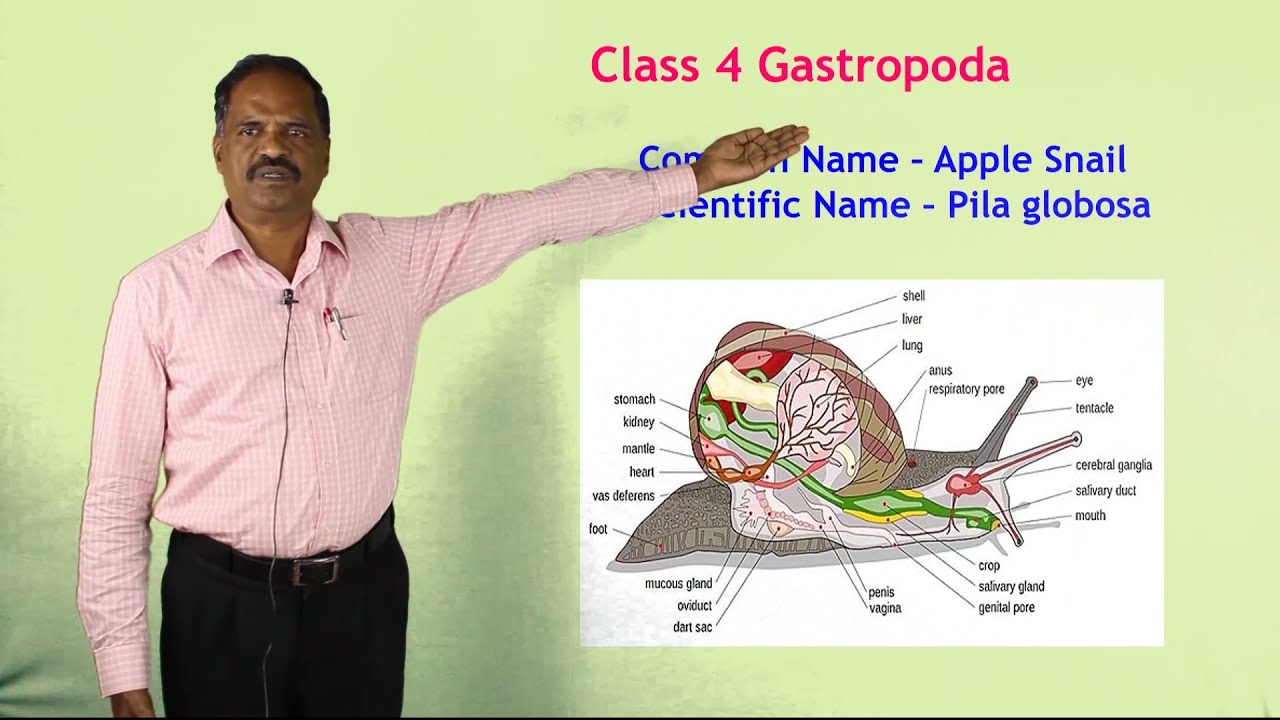 XII STD - ZOOLOGY  - Orientation for NEET Aspirant - ( Part - 8) Classifications