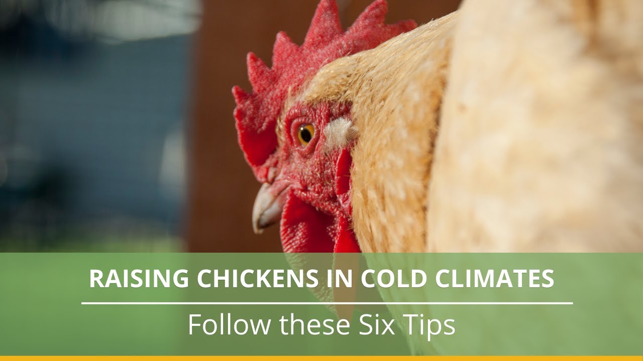 Keeping Chickens in Serious Winter - Northern Homestead