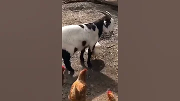 Persilangan Kambing Dengan Ayam Ras Short 