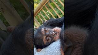 Chimpanzee Being Groomed By Human Handler.