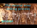 The first step of making natural wine cusco berga winery spain