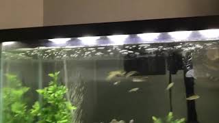 School Of Largemouth B Swallows Minnows