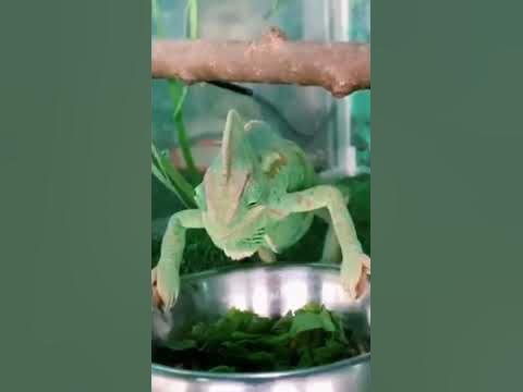 хамелеон кушает 😋👍#хамелеон - YouTube