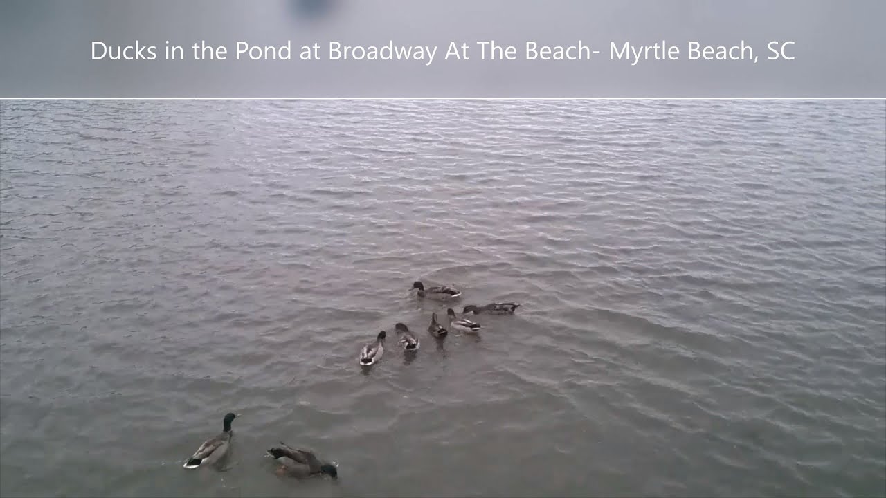 Ducks in the pond at Broadway at the Beach shorts YouTube