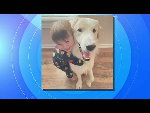 Video: The Dog Given Away Who Just 