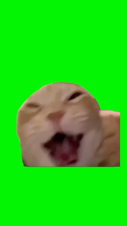 Cat Laughing Meme | Green Screen  #catmeme #catlover #cats #laughing #meme #fyp