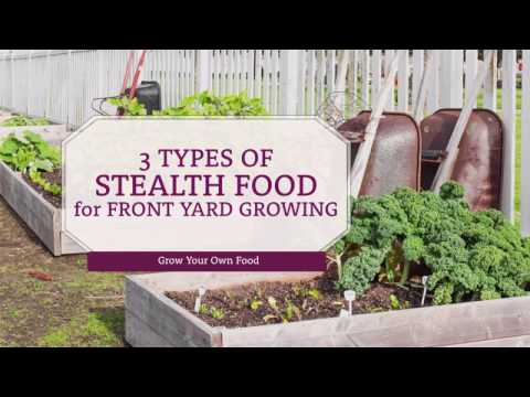 unusual-edibles:-3-types-of-stealth-food-for-front-yard-growing