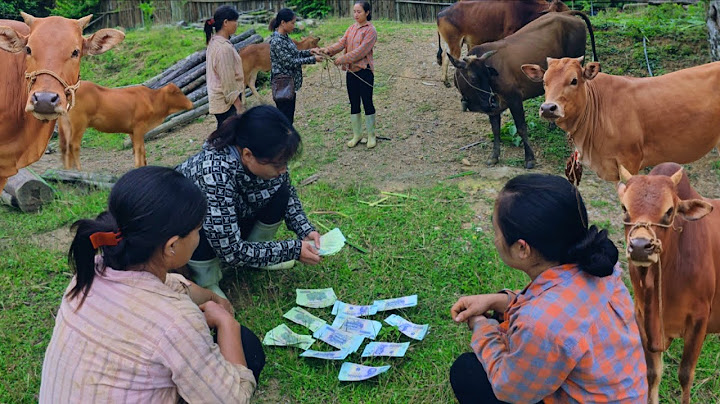 They made a big deal: Phan's farm would be without cows.
