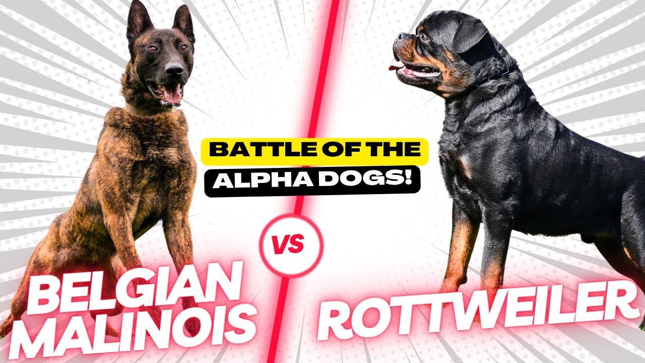 DOG TERMINATORS? - Belgian malinois vs Rottweiler || BATTLE OF THE ...