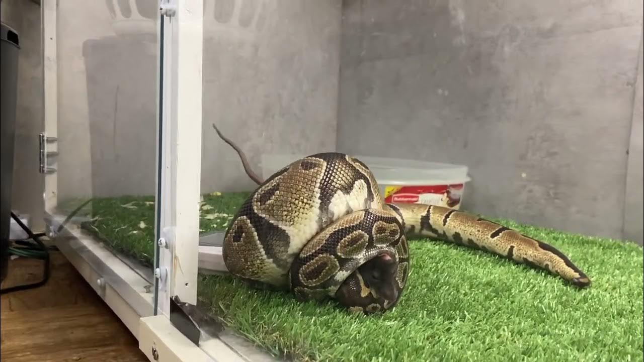 Ball Python Vs Rat * No Hesitation * - YouTube