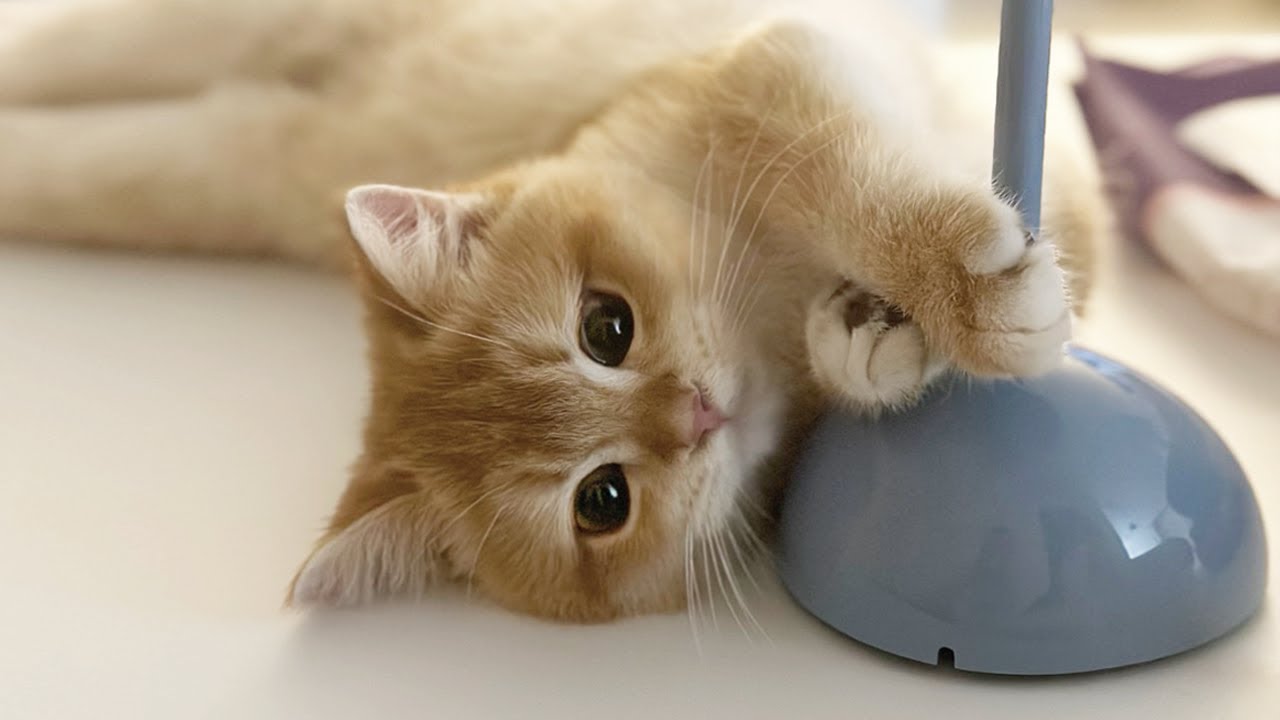 귀여움이 웅장해지는 소빵이의 하루 | 고양이 첫 양치질💦 | 딸기 먹방, 반자동 고양이 장난감 | 고양이 브이로그