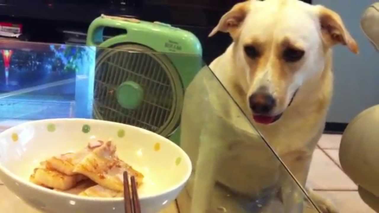 焼いた肉をチラ見する犬 Youtube 焼いた肉をチラ見する犬 Youtube
