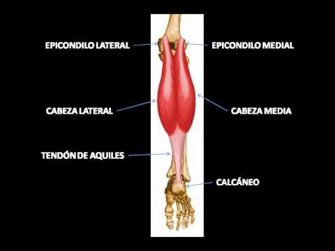 ANATOMIA DE LA PANTORRILLA - YouTube