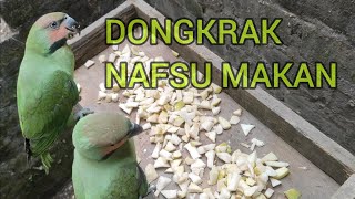 RACIKAN PAKAN BURUNG PARUH BENGKOK (Long-Tailed Parakeet)