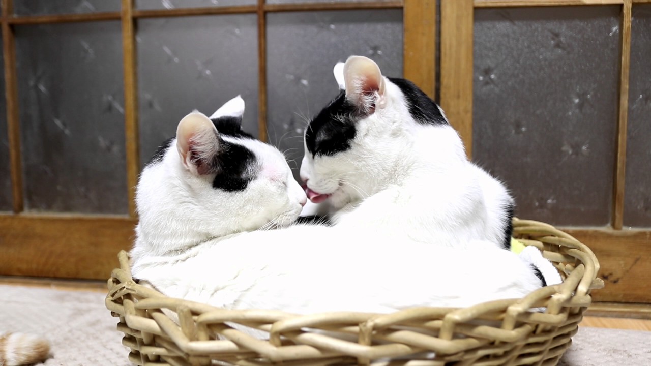 かご猫 x かごの中のちびず　170709