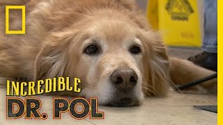 Golden Retriever Gone Pale | The Incredible Dr. Pol