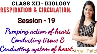 Class XII Biology - Respiration and Circulation : Pumping action of heart, Conducting tissue ofheart