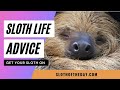 Sloth life advice by sloth of the day