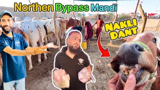 Janwar Kay Dant Pay Shak Hogaya | Soday Ke Leye 5 Lakh 50 Hazaar Laga Deye | Northern Bypass Mandi