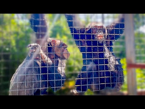 Посмотрите какие умные у нас шимпанзе, с ними можно РАЗГОВАРИВАТЬ КАК С ЛЮДЬМИ!