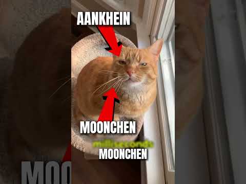 Cat VS Sanke Fight #shorts