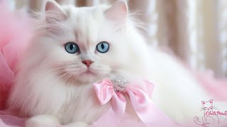 Extra Long Healing Piano Music for Cats, Relaxing Music for Cat Sleep ♬ Lullaby for Cats by ChiliPaws Pets 3,292 views 2 weeks ago 10 hours