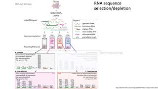 MCB 182 Lecture 9.2 - Bulk RNA-seq fundamentals