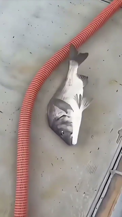 easy way to catch fish