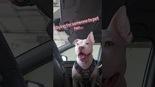 Pet me please 🙏 😩 #pitbull #pitbullsofinstagram #dogmom #doglover