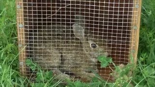 Beagle Boys Rabbit Hunting  Rabbit Hunting Training Techniques 92113