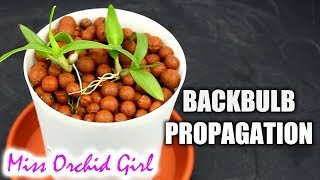 Orchid backbulb propagation - Dendrobium Enobi Update