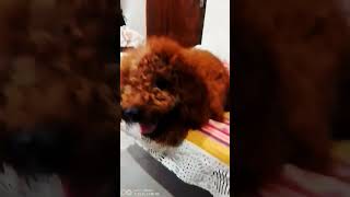 #dog #funny #cute poodle attitude