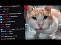 Why is this cat on a livestream