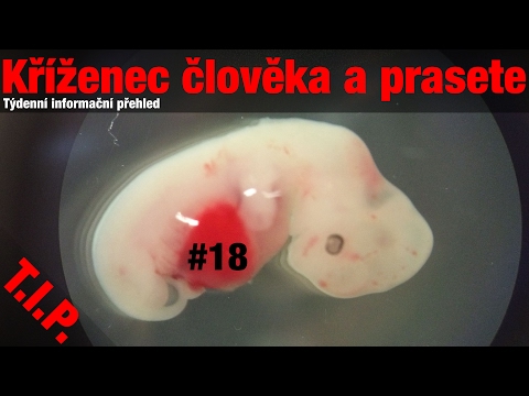 Video: „Člověk Je Kříženec šimpanze A Prasete“