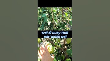 Trái Ổi Ruby thái trái thế nào