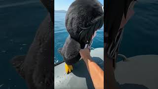 POV: Gugu Gaga Penguin fish🍳💀