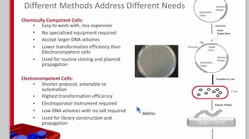 Strategies for Improving Soluble Protein Production in E. coli