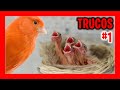 ✅ 10 TRUCOS PARA CRIAR CANARIOS Parte 1 | CRIA DE CANARIOS