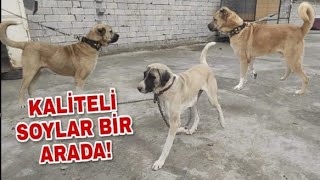 Türki̇yede Taninmiş Efsane Soylar Erzi̇ncanda Ki̇ Çi̇ftli̇kte Bi̇r Araya Geldi̇