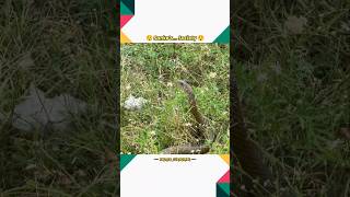 Snake Ki Society ||☠️|| Sourav Joshi Vlogs || #souravjoshivlogs #shorts #trending