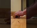 鈴政のかんぴょう巻き#shorts