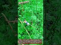 先住民族が高い木々の間を自由に移動する伝統的な秘訣 #worker #process #nature #traditional #agile